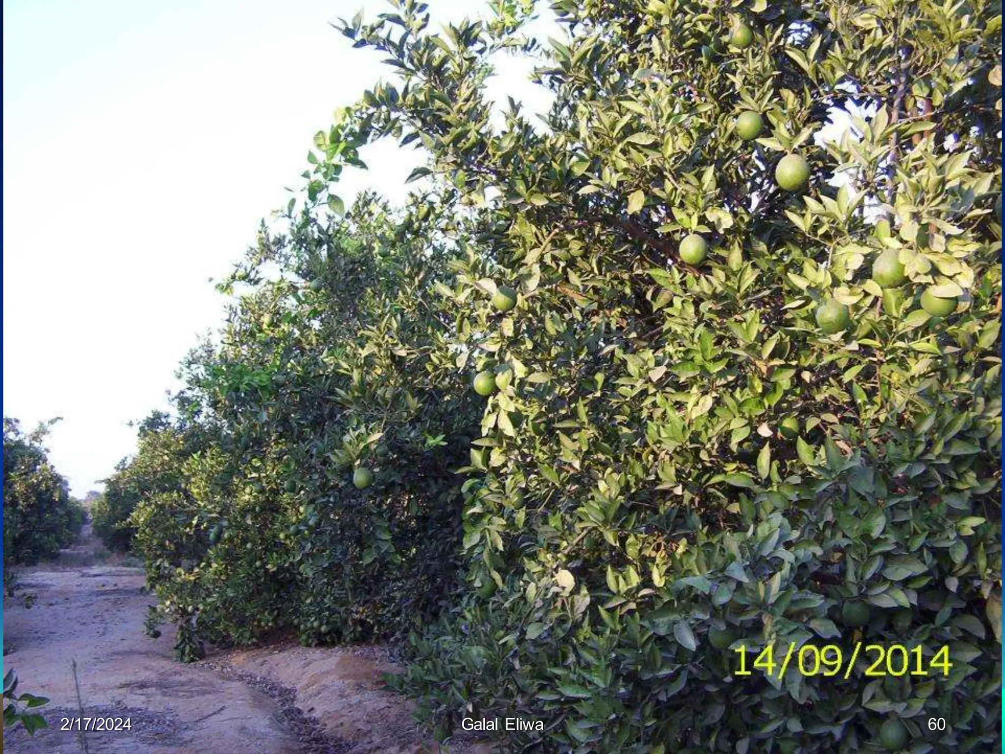 2/17/2024 Galal Eliwa 60
 