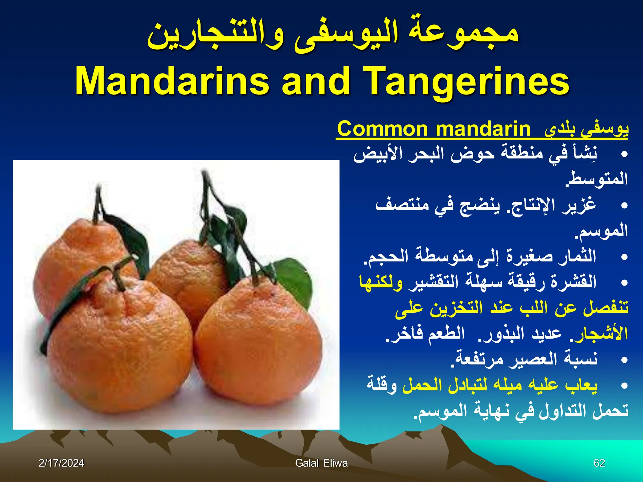 ‫والتنجارٌن‬ ‫الٌوسفى‬ ‫مجموعة‬
Mandarins and Tangerines
‫بلدي‬ ً‫ٌوسف‬
Common mandarin
•
‫األبٌض‬ ‫البحر‬ ‫حوض‬ ‫منطقة‬ ً‫ف‬ ‫ِشأ‬‫ن‬
‫المتوسط‬
.
•
‫اإلنتاج‬ ‫غزٌر‬
.
‫منتصف‬ ً‫ف‬ ‫ٌنضج‬
‫الموسم‬
.
•
‫الحجم‬ ‫متوسطة‬ ‫إلى‬ ‫صغٌرة‬ ‫الثمار‬
.
•
‫ال‬
‫التقشٌر‬ ‫سهلة‬ ‫رقٌقة‬ ‫قشرة‬
‫ولكنها‬
‫على‬ ‫التخزٌن‬ ‫عند‬ ‫اللب‬ ‫عن‬ ‫تنفصل‬
‫األشجار‬
.
‫البذور‬ ‫عدٌد‬
.
‫فاخر‬ ‫الطعم‬
.
•
‫مرتفعة‬ ‫العصٌر‬ ‫نسبة‬
.
•
‫ٌعاب‬
‫علٌه‬
‫مٌل‬
‫ه‬
‫الحمل‬ ‫لتبادل‬
‫وقلة‬
‫الموسم‬ ‫نهاٌة‬ ً‫ف‬ ‫التداول‬ ‫تحمل‬
.
2/17/2024 Galal Eliwa 62
 
