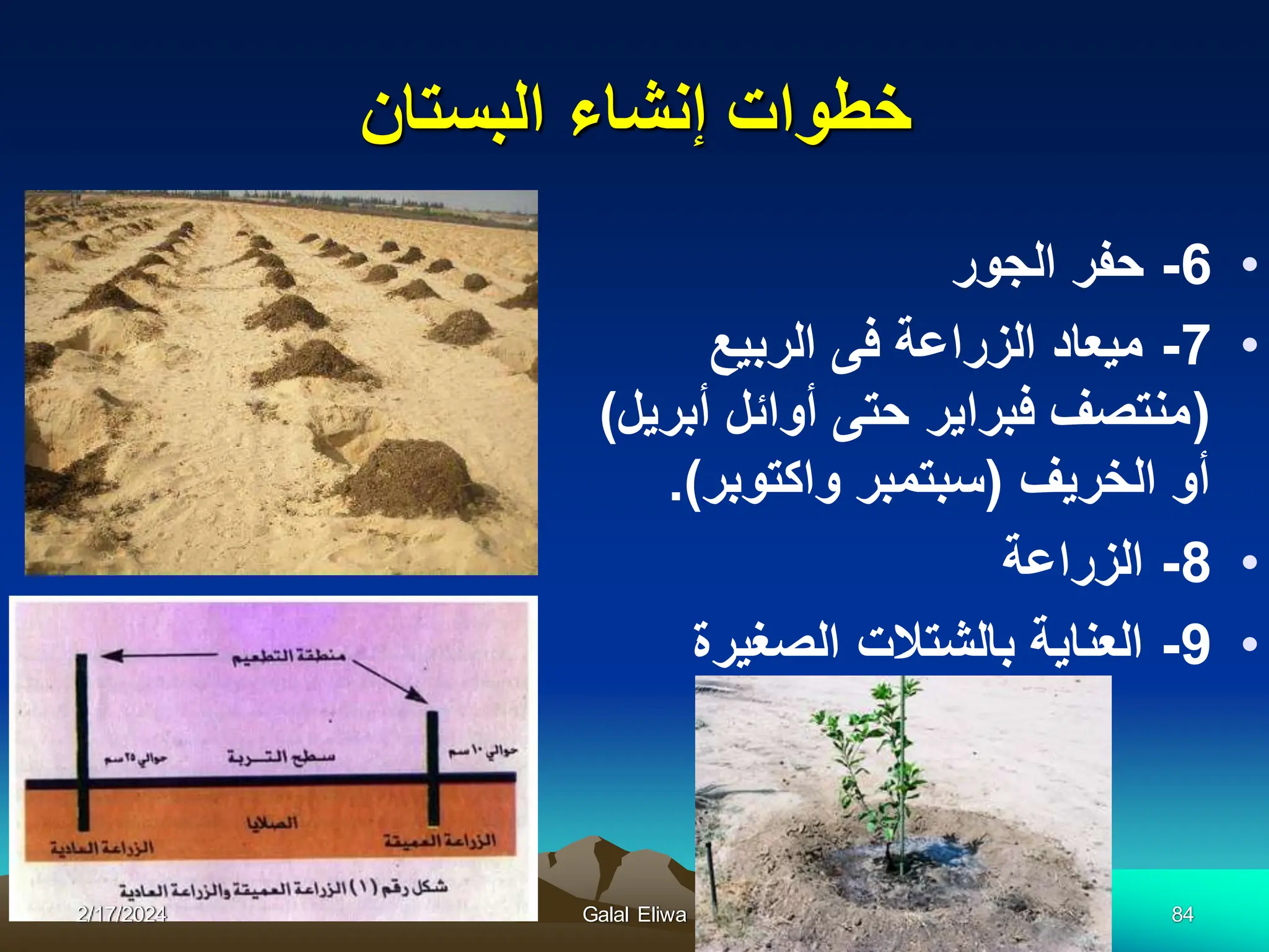 ‫البستان‬ ‫إنشاء‬ ‫خطوات‬
•
6
-
‫الجور‬ ‫حفر‬
•
7
-
‫الربٌع‬ ‫فى‬ ‫الزراعة‬ ‫مٌعاد‬
(
‫أبرٌل‬ ‫أوائل‬ ‫حتى‬ ‫فبراٌر‬ ‫منتصف‬
)
‫الخرٌف‬ ‫أو‬
(
‫واكتوبر‬ ‫سبتمبر‬
.)
•
8
-
‫الزراعة‬
•
9
-
‫الصغٌرة‬ ‫بالشتالت‬ ‫العناٌة‬
2/17/2024 Galal Eliwa 84
 