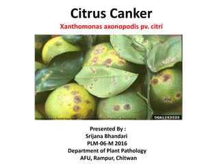 Citrus Canker
Xanthomonas axonopodis pv. citri
Presented By :
Srijana Bhandari
PLM-06-M 2016
Department of Plant Pathology
AFU, Rampur, Chitwan
 