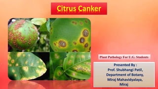 Citrus Canker
Presented By :
Prof. Shubhangi Patil,
Department of Botany,
Miraj Mahavidyalaya,
Miraj
Plant Pathology For U.G. Students
 