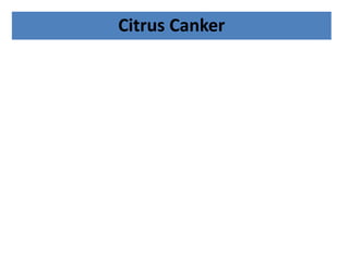 Citrus Canker
 