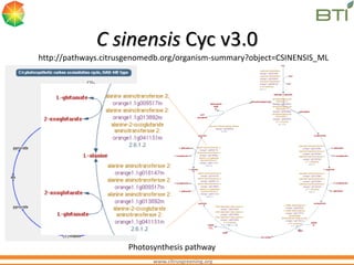 Cyc Root CitrusCyc: Metabolic Pathway Databases for the C. clementina and C ...