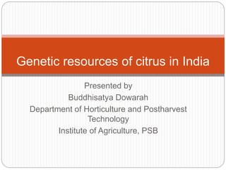 Presented by
Buddhisatya Dowarah
Department of Horticulture and Postharvest
Technology
Institute of Agriculture, PSB
Genetic resources of citrus in India
 