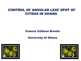 CONTROL OF ANGULAR LEAF SPOT OF
CITRUS IN GHANA
Francis Collison Brentu
University of Ghana
 