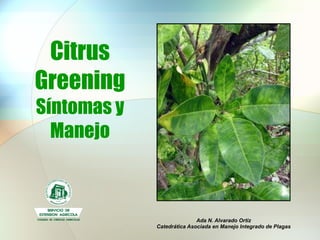 Citrus Greening Síntomas y Manejo Ada N. Alvarado Ortiz Catedrática Asociada en Manejo Integrado de Plagas 