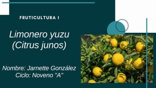 FRUTICULTURA I
Limonero yuzu
(Citrus junos)
Nombre: Jarnette González
Ciclo: Noveno "A"
 