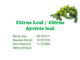 Citrus Leaf / Citrus
hystrix leaf
Rendy Arya
Bayudea Earvint
Dina Octavia S.
Silena (Greece)

09.70.0111
10.70.0125
11.70.0063

 