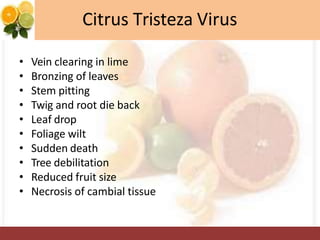 citrus Nasir Ayub Group.pdf