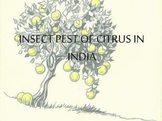 INSECT PEST OF CITRUS IN
INDIA
 