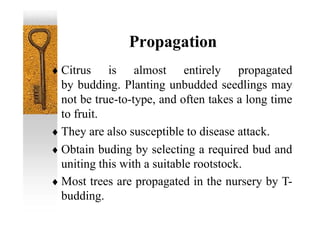 Propagation
 Citrus is almost entirely propagated
by budding. Planting unbudded seedlings may
not be true-to-type, and often takes a long time
to fruit.
 They are also susceptible to disease attack.
 Obtain buding by selecting a required bud and
uniting this with a suitable rootstock.
 Most trees are propagated in the nursery by T-
budding.
 