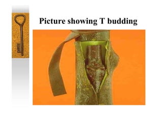Picture showing T budding
 