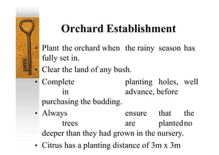 Orchard Establishment
• Plant the orchard when the rainy season has
fully set in.
• Clear the land of any bush.
• Complete planting holes, well
in advance, before
purchasing the budding.
• Always ensure that the
trees are plantedno
deeper than they had grown in the nursery.
• Citrus has a planting distance of 3m x 3m
 