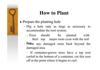 How to Plant
 Prepare the planting hole
– Dig a hole only as large as necessary to
accommodate the root system.
– Trees should be planted with
their top major roots even with the soil
line.
– Prune any damaged roots back beyond the
damaged area.
– If container-grown trees have a tap root
curled in the bottom of a container, cut this root
off at the point where it begins to curl.
 