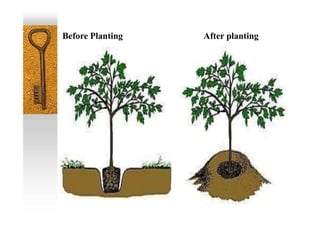Before Planting After planting
 