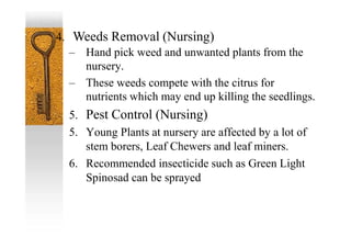 4. Weeds Removal (Nursing)
– Hand pick weed and unwanted plants from the
nursery.
– These weeds compete with the citrus for
nutrients which may end up killing the seedlings.
5. Pest Control (Nursing)
5. Young Plants at nursery are affected by a lot of
stem borers, Leaf Chewers and leaf miners.
6. Recommended insecticide such as Green Light
Spinosad can be sprayed
 