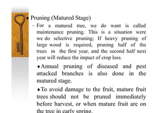  Pruning (Matured Stage)
– For a matured tree, we do want is called
maintenance pruning. This is a situation were
we do selective pruning; If heavy pruning of
large wood is required, pruning half of the
trees in the first year, and the second half next
year will reduce the impact of crop loss.
Annual pruning of diseased and pest
attacked branches is also done in the
matured stage.
To avoid damage to the fruit, mature fruit
trees should not be pruned immediately
before harvest, or when mature fruit are on
 