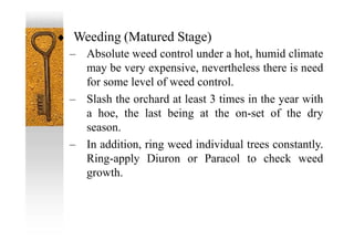  Weeding (Matured Stage)
– Absolute weed control under a hot, humid climate
may be very expensive, nevertheless there is need
for some level of weed control.
– Slash the orchard at least 3 times in the year with
a hoe, the last being at the on-set of the dry
season.
– In addition, ring weed individual trees constantly.
Ring-apply Diuron or Paracol to check weed
growth.
 