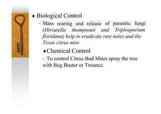 floridana) help to eradicate rust mites and the
Texas citrus mite.
Chemical Control
– To control Citrus Bud Mites spray the tree
with Bug Buster or Trounce.
 Biological Control
– Mass rearing and release of parasitic fungi
Triplosporium
(Hirsutella thompsonii and
 