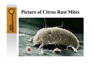 Picture of Citrus Rust Mites
 