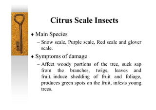 Citrus Scale Insects
 Main Species
– Snow scale, Purple scale, Red scale and glover
scale.
 Symptoms of damage
– Affect woody portions of the tree, suck sap
from the branches, twigs, leaves and
fruit, induce shedding of fruit and foliage,
produces green spots on the fruit, infests young
trees.
 