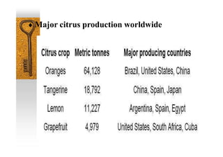  Major citrus production worldwide
 