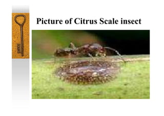 Picture of Citrus Scale insect
 