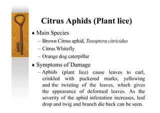 Citrus Aphids (Plant lice)
 Main Species
– Brown Citrus aphid, Toxoptera citricidus
– Citrus Whitefly
– Orange dog caterpillar
 Symptoms of Damage
– Aphids (plant lice) cause leaves to curl,
crinkled with puckered marks, yellowing
and the twisting of the leaves, which gives
the appearance of deformed leaves. As the
severity of the aphid infestation increases, leaf
drop and twig and branch die back can be seen.
 