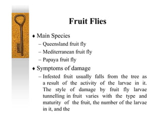 Fruit Flies
 Main Species
– Queensland fruit fly
– Mediterranean fruit fly
– Papaya fruit fly
 Symptoms of damage
– Infested fruit usually falls from the tree as
a result of the activity of the larvae in it.
The style of damage by fruit fly larvae
tunnelling in fruit varies with the type and
maturity of the fruit, the number of the larvae
in it, and the
 