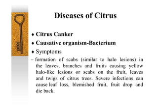 Diseases of Citrus
 Citrus Canker
 Causative organism-Bacterium
 Symptoms
– formation of scabs (similar to halo lesions) in
the leaves, branches and fruits causing yellow
halo-like lesions or scabs on the fruit, leaves
and twigs of citrus trees. Severe infections can
cause leaf loss, blemished fruit, fruit drop and
die back.
 