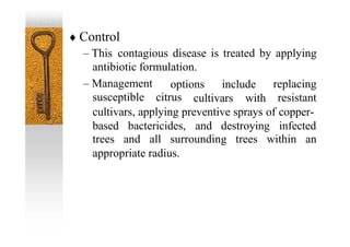  Control
– This contagious disease is treated by applying
antibiotic formulation.
– Management
susceptible citrus
options include replacing
resistant
cultivars with
cultivars, applying preventive sprays of copper-
based bactericides, and destroying infected
trees and all surrounding trees within an
appropriate radius.
 
