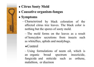 Citrus Sooty Mold
 Causative organism-fungus
 Symptoms
– Characterized by black coloration of the
affected citrus tree leaves. The black color is
nothing but the spores of sooty mold.
– The mold forms on the leaves as a result
of honeydew secretions from insects such
as whiteflies, aphids and mealybugs.
Control
– Using formulations of neem oil, which is
an organic broad spectrum insecticide,
fungicide and miticide such as orthene,
malathion, or diazinon
 