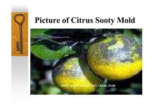 Picture of Citrus Sooty Mold
 