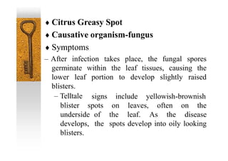  Citrus Greasy Spot
 Causative organism-fungus
 Symptoms
– After infection takes place, the fungal spores
germinate within the leaf tissues, causing the
lower leaf portion to develop slightly raised
blisters.
– Telltale signs include yellowish-brownish
blister spots on leaves, often on the
underside of the leaf. As the disease
develops, the spots develop into oily looking
blisters.
 