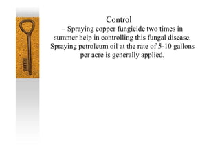 Control
– Spraying copper fungicide two times in
summer help in controlling this fungal disease.
Spraying petroleum oil at the rate of 5-10 gallons
per acre is generally applied.
 