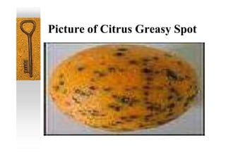 Picture of Citrus Greasy Spot
 