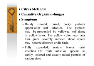  Citrus Melanose
 Causative Organism-fungus
 Symptoms
– Darkly colored, raised, corky pustules
appear after leaf infection. The pustules
may be surrounded by yellowed leaf tissue
or yellow halos. The yellow color may later
turn green. Severely infected shoot apices
may become distorted or die back.
– Fully expanded, mature leaves resist
infection. On fruits infection appears as
darkly colored and usually raised pustules of
various sizes
 