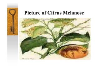 Picture of Citrus Melanose
 