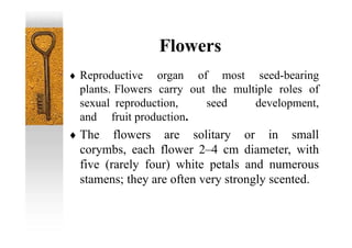 Flowers
 Reproductive organ of most seed-bearing
plants. Flowers carry out the multiple roles of
sexual reproduction, seed development,
and fruit production.
 The flowers are solitary or in small
corymbs, each flower 2–4 cm diameter, with
five (rarely four) white petals and numerous
stamens; they are often very strongly scented.
 