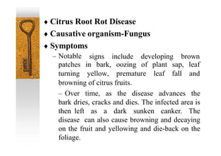  Citrus Root Rot Disease
 Causative organism-Fungus
 Symptoms
– Notable signs include developing brown
browning of citrus fruits.
– Over time, as the disease advances the
bark dries, cracks and dies. The infected area is
then left as a dark sunken canker. The
disease can also cause browning and decaying
on the fruit and yellowing and die-back on the
foliage.
patches in bark, oozing of plant sap, leaf
turning yellow, premature leaf fall and
 