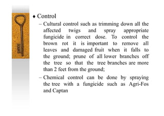  Control
– Cultural control such as trimming down all the
affected twigs and spray appropriate
fungicide in correct dose. To control the
brown rot it is important to remove all
leaves and damaged fruit when it falls to
the ground; prune of all lower branches off
the tree so that the tree branches are more
than 2 feet from the ground;
– Chemical control can be done by spraying
the tree with a fungicide such as Agri-Fos
and Captan
 