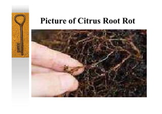 Picture of Citrus Root Rot
 