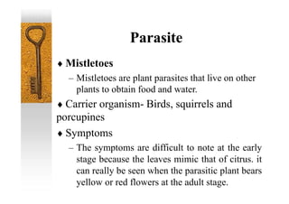 Parasite
 Mistletoes
– Mistletoes are plant parasites that live on other
plants to obtain food and water.
 Carrier organism- Birds, squirrels and
porcupines
 Symptoms
– The symptoms are difficult to note at the early
stage because the leaves mimic that of citrus. it
can really be seen when the parasitic plant bears
yellow or red flowers at the adult stage.
 