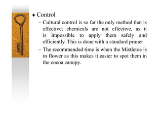  Control
– Cultural control is so far the only method that is
effective; chemicals are not effective, as it
is impossible to apply them safely and
efficiently. This is done with a standard pruner
– The recommended time is when the Mistletoe is
in flower as this makes it easier to spot them in
the cocoa canopy.
 