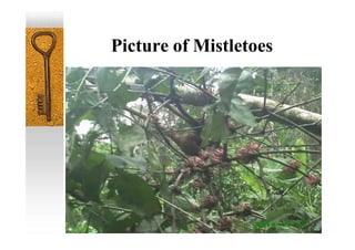 Picture of Mistletoes
 