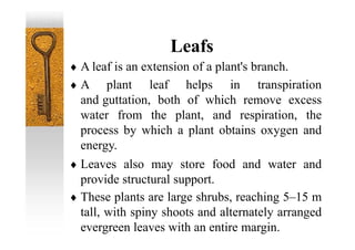 Leafs
 A leaf is an extension of a plant's branch.
 A plant leaf helps in transpiration
and guttation, both of which remove excess
water from the plant, and respiration, the
process by which a plant obtains oxygen and
energy.
 Leaves also may store food and water and
provide structural support.
 These plants are large shrubs, reaching 5–15 m
tall, with spiny shoots and alternately arranged
evergreen leaves with an entire margin.
 