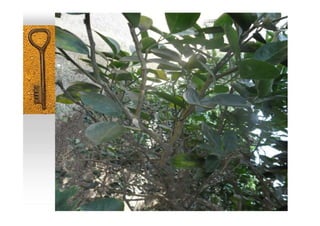  Leaf Arrangement
 