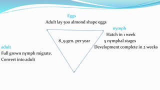 Eggs
Adult lay 500 almond shape eggs
nymph
Hatch in 1 week
8_9 gen. per year 5 nymphal stages
adult Development complete in 2 weeks
Full grown nymph migrate.
Convert into adult
 