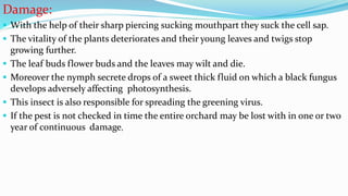 Damage:
 With the help of their sharp piercing sucking mouthpart they suck the cell sap.
 The vitality of the plants deteriorates and their young leaves and twigs stop
growing further.
 The leaf buds flower buds and the leaves may wilt and die.
 Moreover the nymph secrete drops of a sweet thick fluid on which a black fungus
develops adversely affecting photosynthesis.
 This insect is also responsible for spreading the greening virus.
 If the pest is not checked in time the entire orchard may be lost with in one or two
year of continuous damage,
 