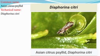 Common name:
Asian citrus psyllid
Techanical name:
Diaphorina citri
 